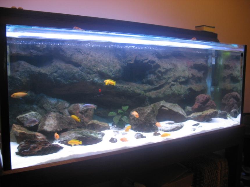 Rated #40: 67 Gallons Freshwater Fish Tank - African Cichlid Tank