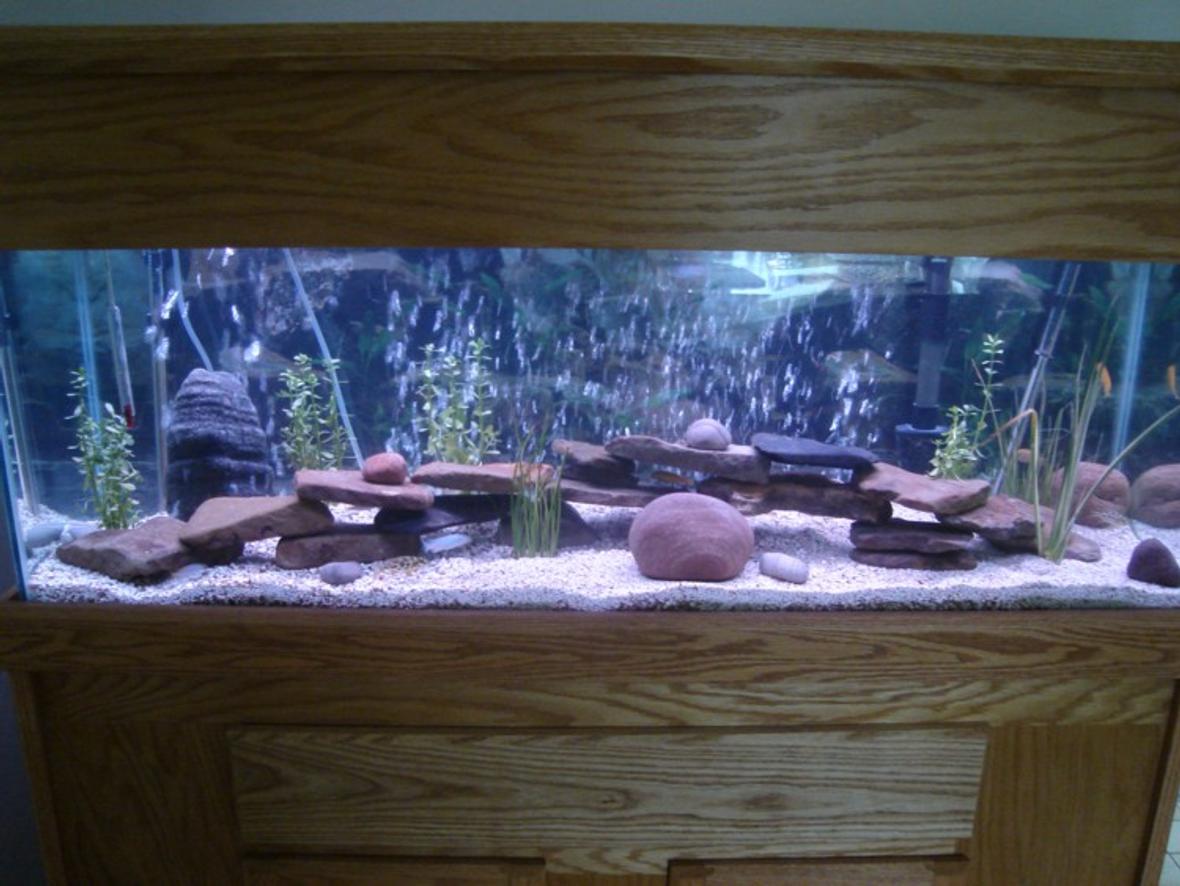 45 gallons freshwater fish tank (mostly fish and non-living decorations) - 45 gallon cicclid tank