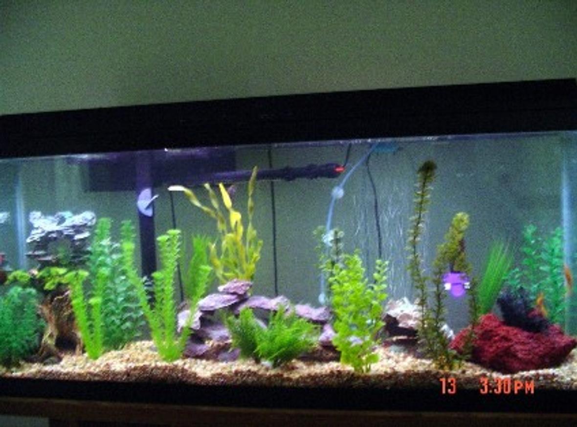 55 gallons freshwater fish tank (mostly fish and non-living decorations) - Cichlids