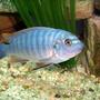 freshwater fish - labidochromis sp. - hongi stocking in 35 gallons tank - magiver