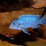 freshwater fish - maylandia callainos - blue cobalt cichlid stocking in 64 gallons tank - Maylandia Callianos 'cobalt Blue'