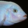 freshwater fish - maylandia callainos - blue cobalt cichlid stocking in 64 gallons tank - Maylandia Callianos 'Ice White'
