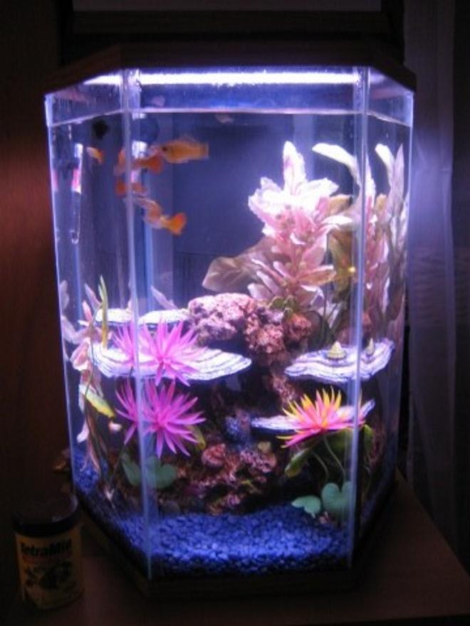 10 gallons freshwater fish tank (mostly fish and non-living decorations) - mollies and guppies and babies, oh my!