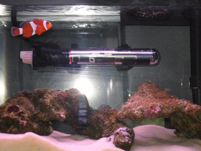 3 gallons saltwater fish tank (mostly fish, little/no live coral) - my mini saltwater aquarium