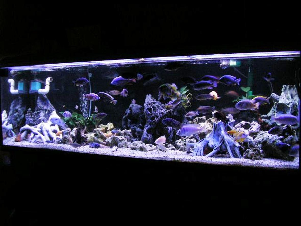 200 gallons freshwater fish tank (mostly fish and non-living decorations) - 200 gal Mixed Rift lake tank.