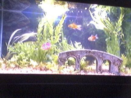 29 gallons planted tank (mostly live plants and fish) - My fish tank!
