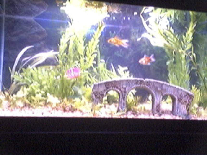 Rated #180: 29 Gallons Planted Tank - My fish tank!