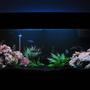 30 gallons freshwater fish tank (mostly fish and non-living decorations) - 125 Gallon Front View (5-14-06)