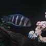 freshwater fish - cyphotilapia frontosa - frontosa cichlid stocking in 30 gallons tank - 4" Frontosa