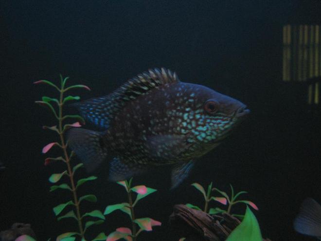 freshwater fish - herichthys carpinte - green texas cichlid stocking in 30 gallons tank - 4" Green Texas Cichlid