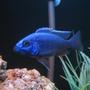 freshwater fish - sciaenochromis fryeri - electric blue hap stocking in 30 gallons tank - 4" Electric Blue Hap