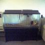 55 gallons saltwater fish tank (mostly fish, little/no live coral) - new aquarium