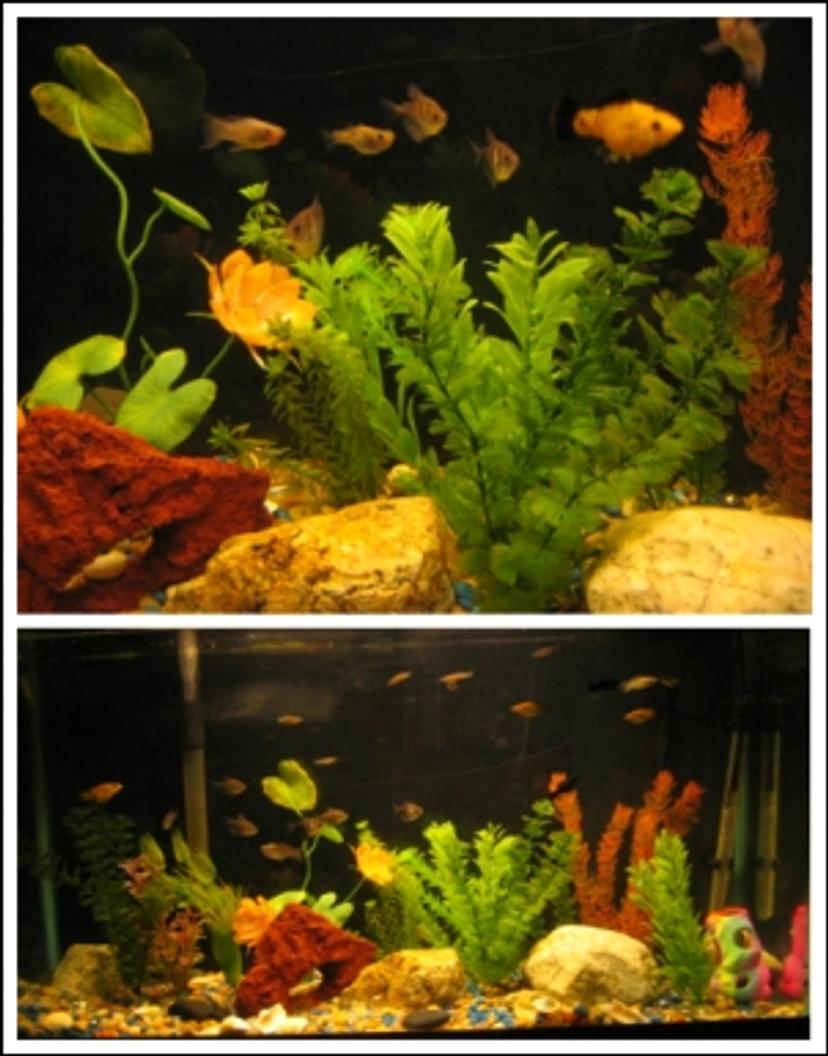 Rated #263: 55 Gallons Freshwater Fish Tank - 55 gallon