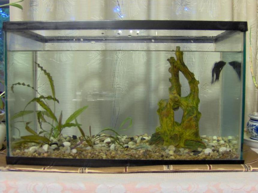 Rated #432: 38 Gallons Freshwater Fish Tank - Some very nice men in white coats came and said they wanted to show me my new padded fish tank.