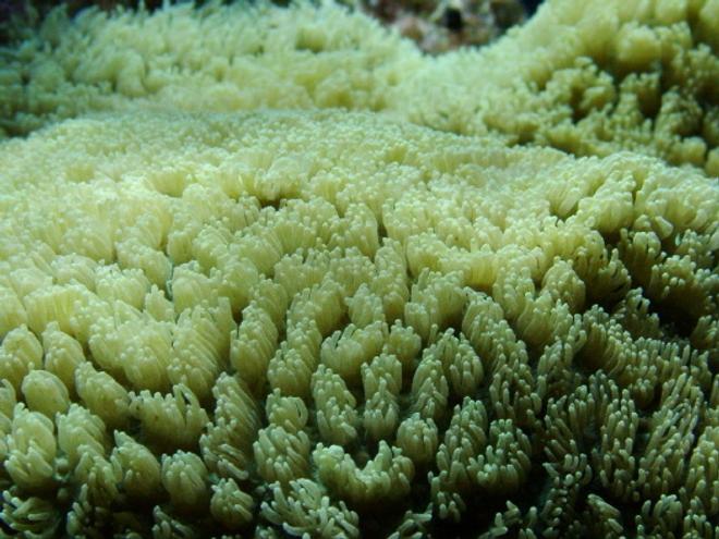 corals inverts - hydnophora exesa - horn coral - Hydnophora- Horn Coral