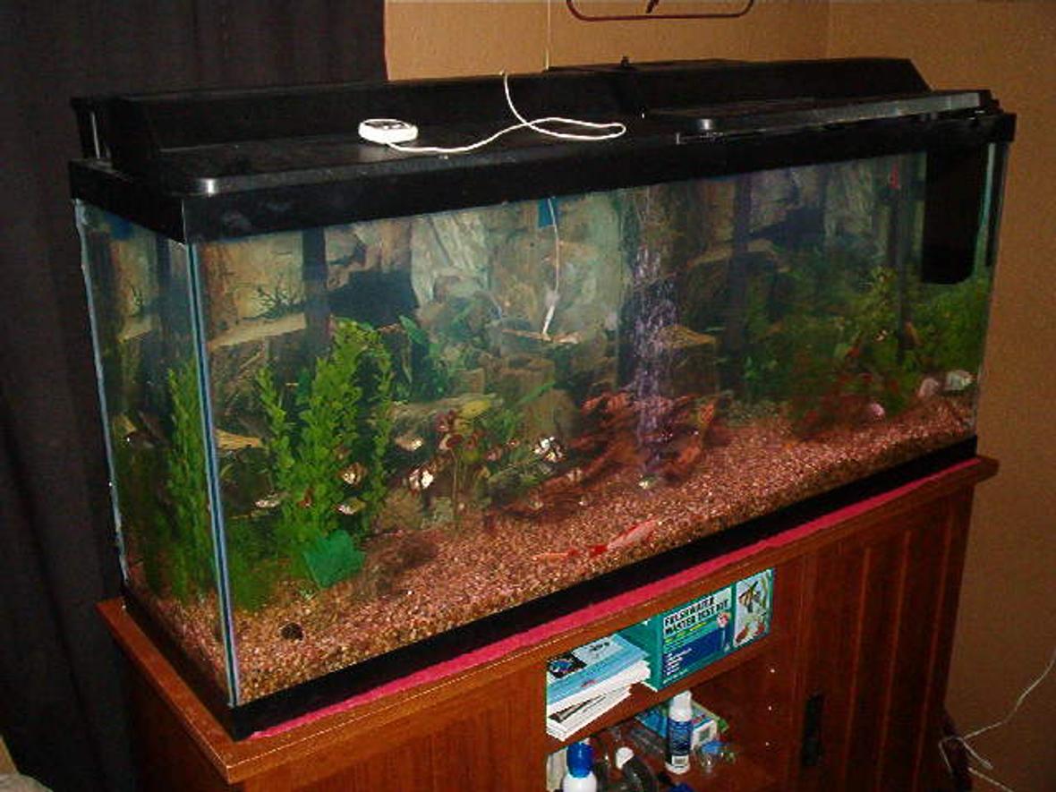 55 gallons freshwater fish tank (mostly fish and non-living decorations)