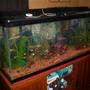 55 gallons freshwater fish tank (mostly fish and non-living decorations)