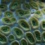 corals inverts - favites sp. - super green favia brain - Favia- powder blue