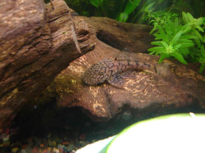 freshwater fish - scobinancistrus pariolispos - pario-ancistrus pleco (l-048) stocking in 29 gallons tank - Female Ancistrus Claro (LDA08)