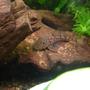 freshwater fish - scobinancistrus pariolispos - pario-ancistrus pleco (l-048) stocking in 29 gallons tank - Female Ancistrus Claro (LDA08)