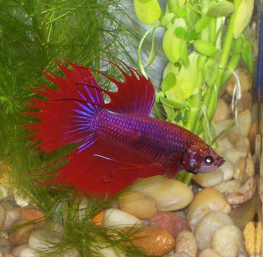 Rated #1335: Freshwater Fish - Betta Splendens - Crown Tail Betta Stocking In 30 Gallons Tank - this is another one  of my bettas