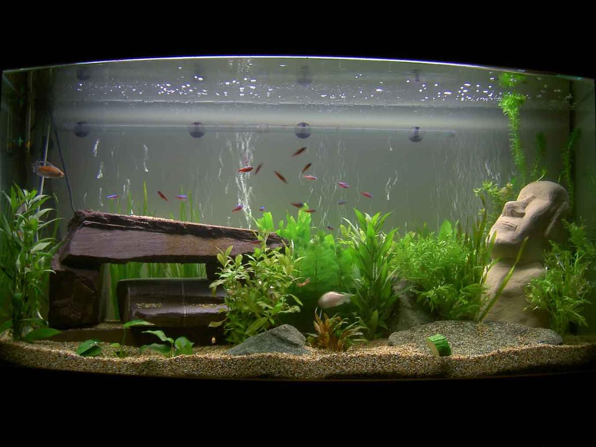 30 gallons planted tank (mostly live plants and fish) - Aqua one 30 Gallon monster