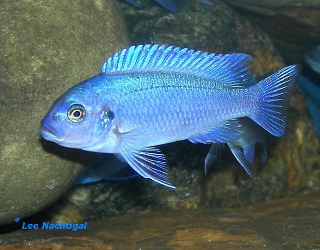freshwater fish - metriaclima callainos - cobalt blue zebra cichlid stocking in 75 gallons tank - another homegrown pseudotropheus zebra cobalt growing up.  I'm lucky my cobalts breed often.