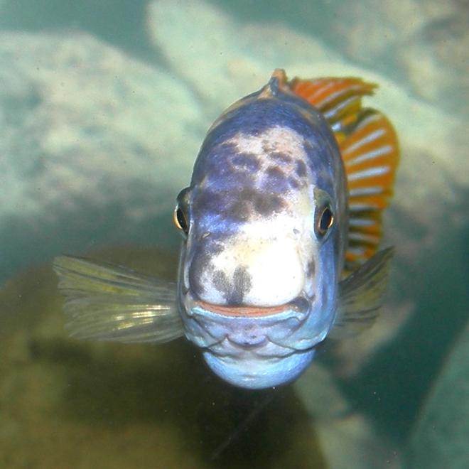 freshwater fish - labeotropheus fuelleborni - fuelleborni cichlid stocking in 75 gallons tank - My Labeotropheus fuelleborni Katale OB morph -- longest named fish and my only wild caught fish.