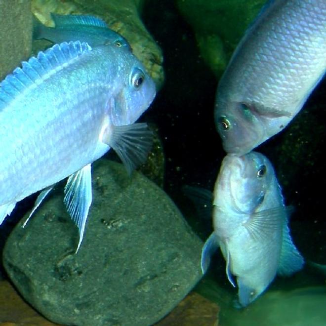 freshwater fish - maylandia callainos - blue cobalt cichlid stocking in 75 gallons tank - Fighting Females.  Pseudotropheus zebra cobalt