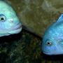 freshwater fish - maylandia callainos - blue cobalt cichlid stocking in 75 gallons tank - Male and Female