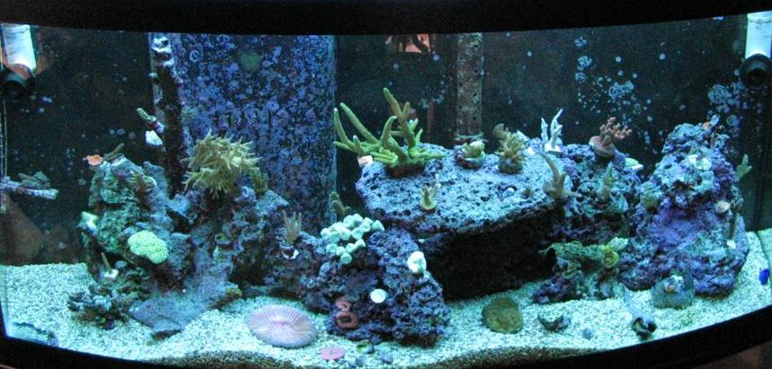 Rated #142: 72 Gallons Reef Tank - -s0da-'s Tank
72 gn RR Bowfront, 20gn Sump, 4x96wt PC lights, 80lbs LR, 1650gph Closed loop system.