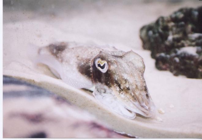 corals inverts - sepia officinalis - cuttlefish stocking in 150 gallons tank - My Cuttle Fish 
the mighty mighty ZIM 
Sepia Officinalis