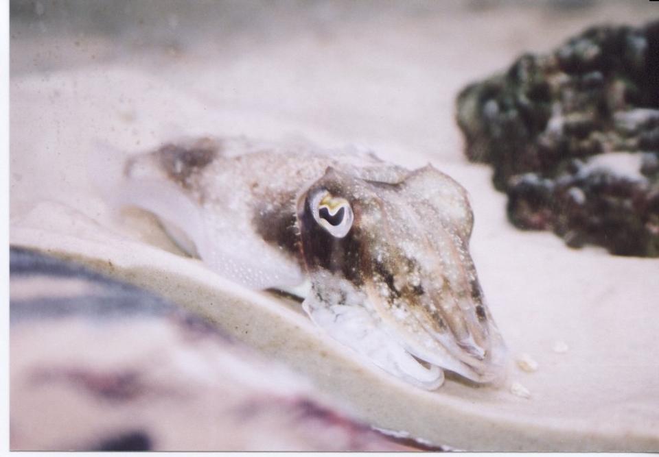 corals inverts - sepia officinalis - cuttlefish stocking in 150 gallons tank - My Cuttle Fish 
the mighty mighty ZIM 
Sepia Officinalis
