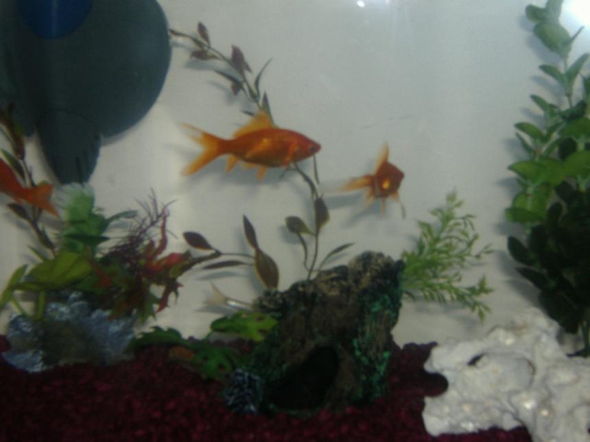 Rated #168: Freshwater Fish - Carassius Auratus - Fantail Goldfish Stocking In 5 Gallons Tank - My Fish tank and my two fish Ellie And Maddie, the other fish are hiding LOL hope you like !! :)