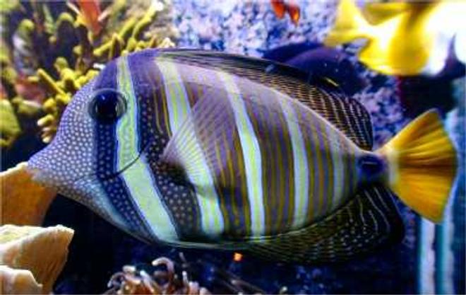 saltwater fish - zebrasoma veliferum - sailfin tang stocking in 180 gallons tank - Zambrasoma veliferum