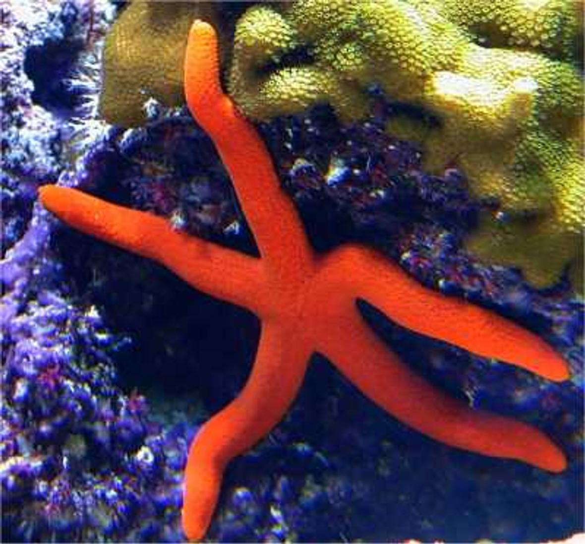 corals inverts - echinaster sp. - orange sea star stocking in 180 gallons tank - Orange seastar