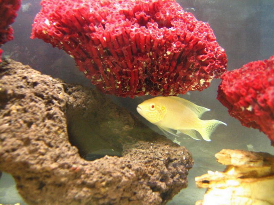freshwater fish - neolamprologus brichardi - brichardi cichlid stocking in 2 gallons tank - Neolamprologus brichardi - albino
