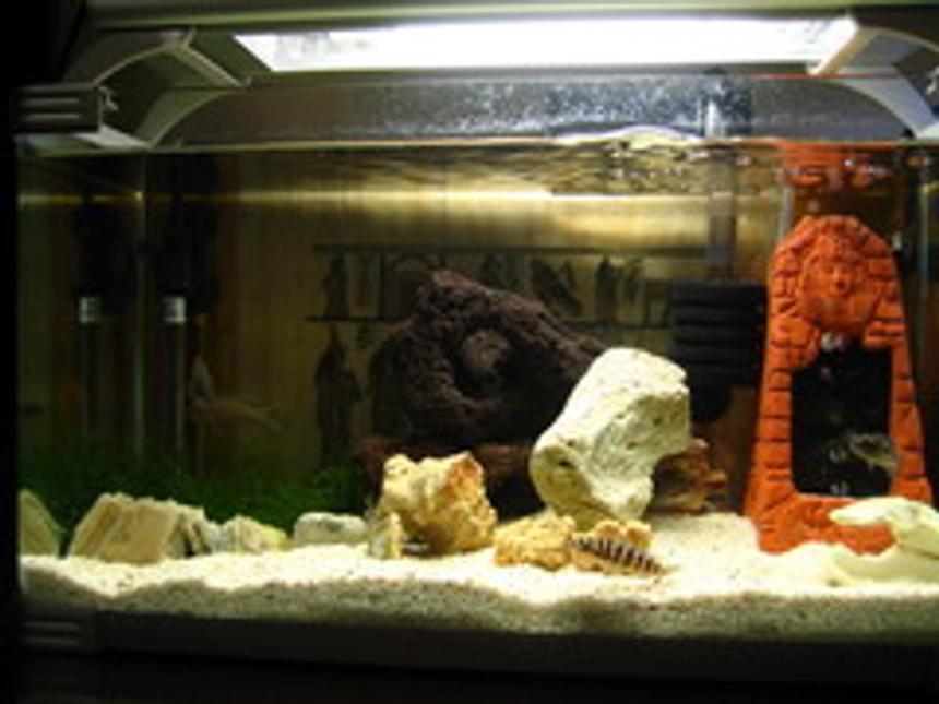 Rated #367: 2 Gallons Freshwater Fish Tank - Egypt Style for Tanganyika Cichlid