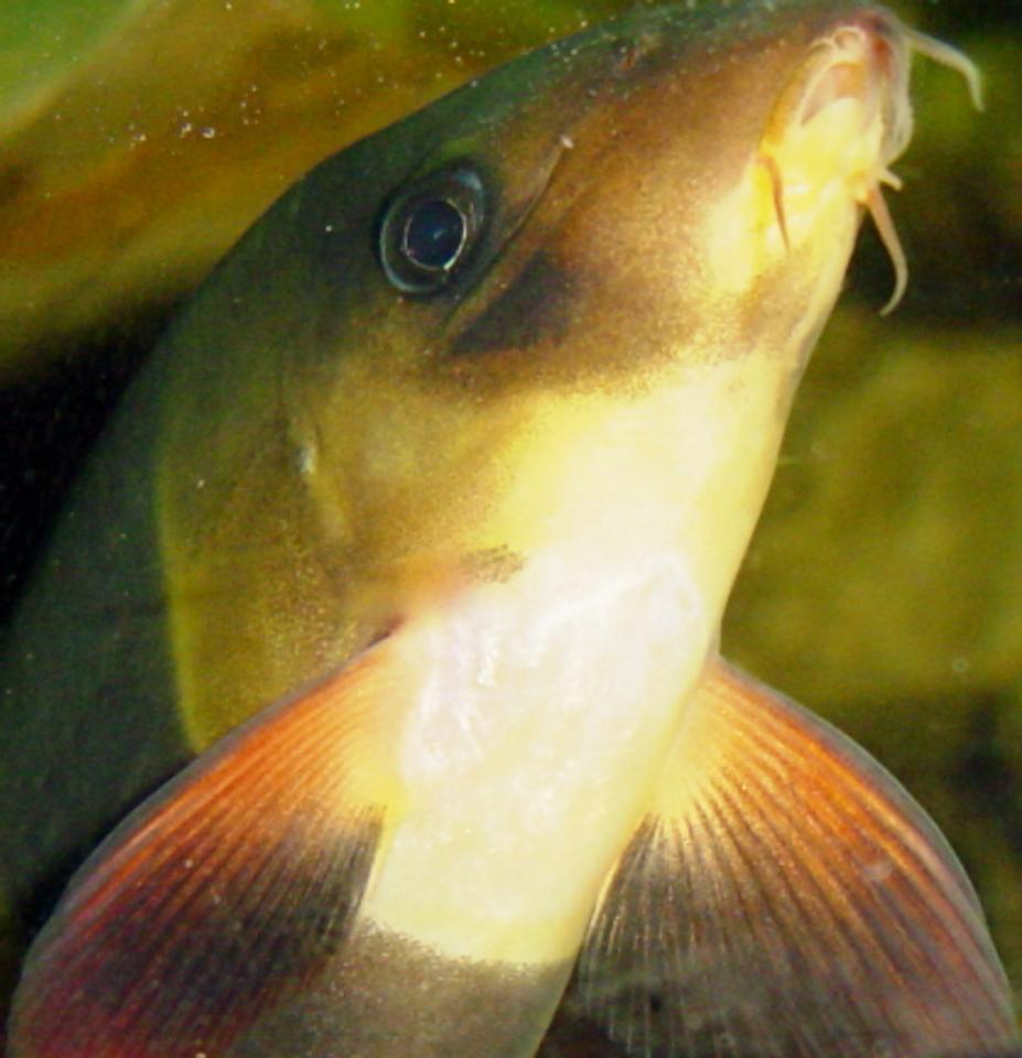 freshwater fish - botia macracantha - clown loach stocking in 75 gallons tank - clown loach, posing for a close-up, nice look at mouth and barbels.