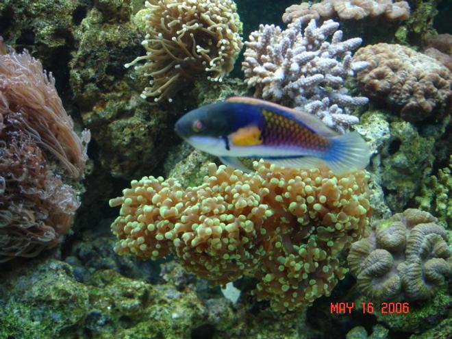 saltwater fish - cirrhilabrus solorensis - fairy wrasse stocking in 90 gallons tank - Blue Fairy Wrasse swimming past a frog spawn coral