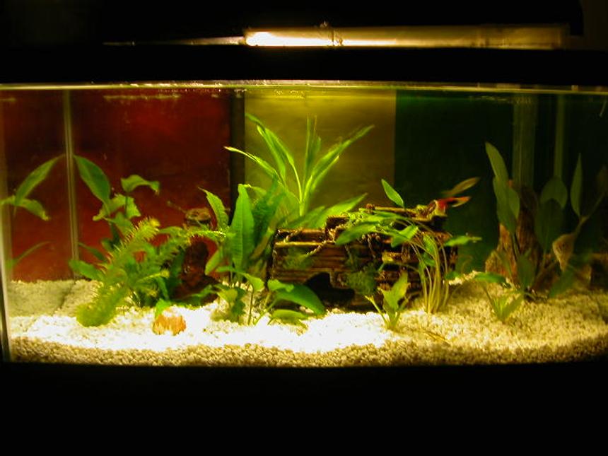 Rated #165: 15 Gallons Planted Tank - gotta old busted ship with my "sharks" i have neons fancy guppies quarry cats and a plako.