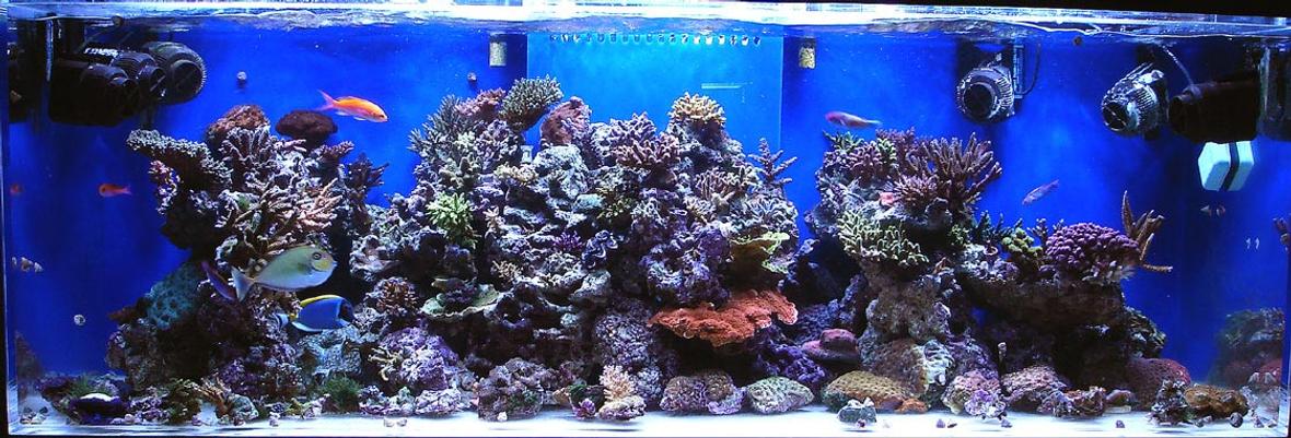 180 gallons reef tank (mostly live coral and fish) - 180g BB SPS/lps tank