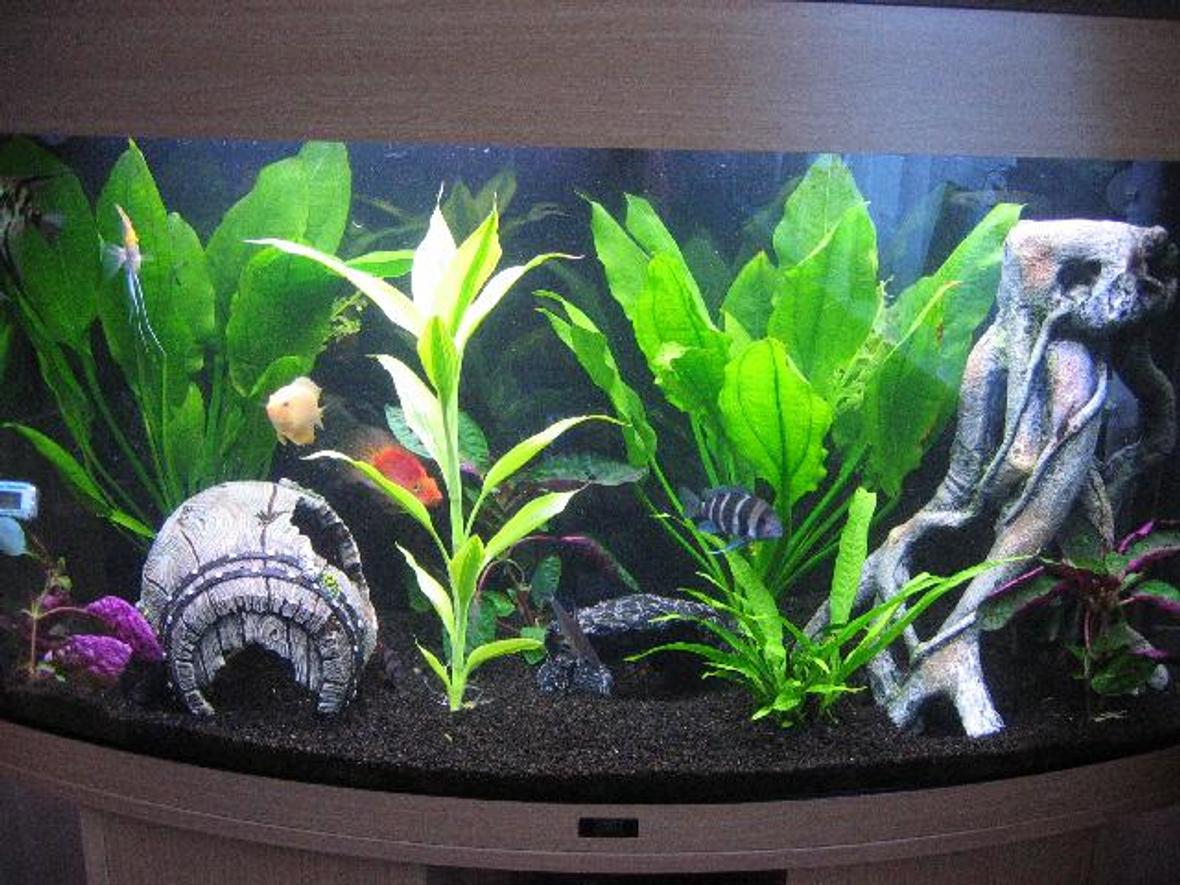 40 gallons planted tank (mostly live plants and fish) - Juwel Vision 180 : Blood Parrot, Frontosa, Gold Severum, Angelfish, Clown Loaches, False Zebra Pleco