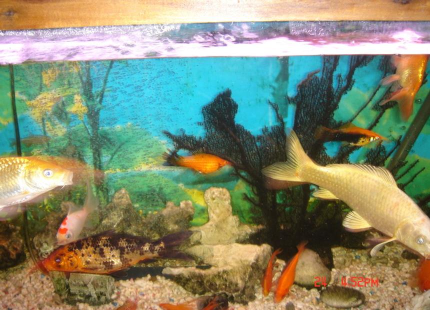 Rated #392: 75 Gallons Freshwater Fish Tank - il soon upload a complete 6' pic