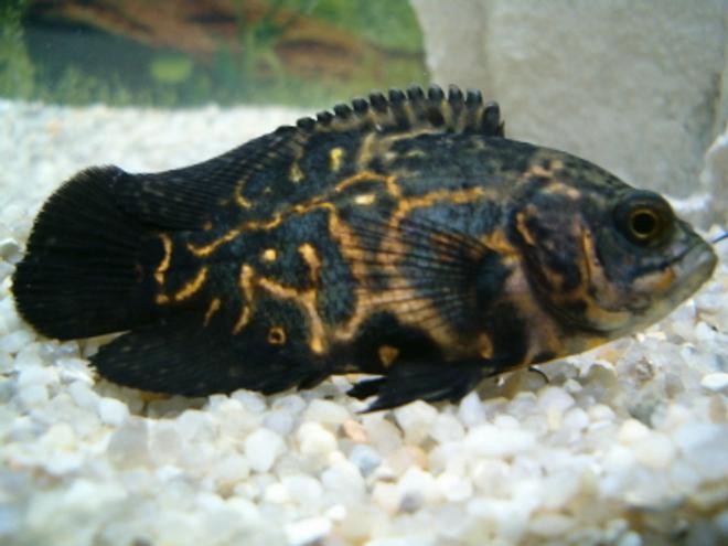 freshwater fish - astronotus ocellatus - zebra oscar stocking in 20 gallons tank - my oscar - EARL