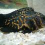 freshwater fish - astronotus ocellatus - zebra oscar stocking in 20 gallons tank - my oscar - EARL