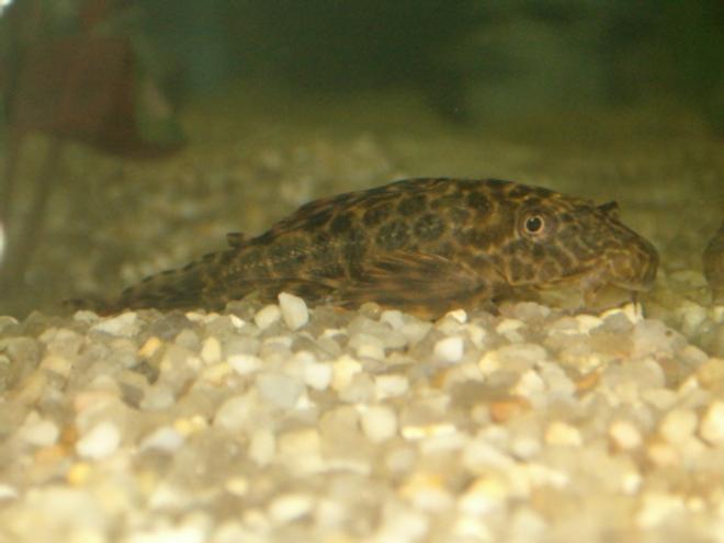 freshwater fish - peckoltia sp. - gypsy king tiger pleco (l-66) stocking in 20 gallons tank - plecosaur jr