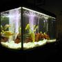 50 gallons freshwater fish tank (mostly fish and non-living decorations) - My malawi tank