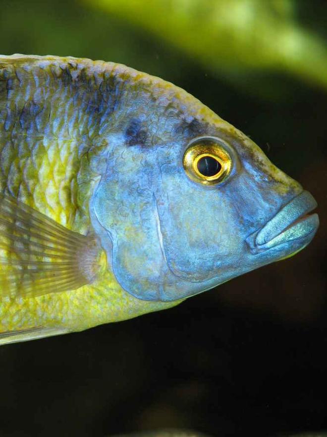 freshwater fish - nimbochromis venustus - venustus cichlid stocking in 50 gallons tank - Nimbochromis Venustus - Male