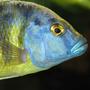 freshwater fish - nimbochromis venustus - venustus cichlid stocking in 50 gallons tank - Nimbochromis Venustus - Male